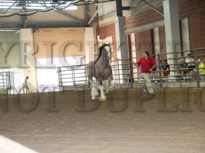 Stallions