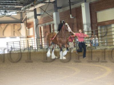 Geldings