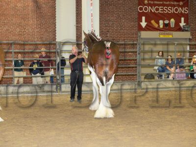 Best of Breed