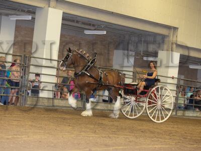 Gelding Team