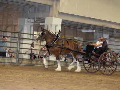 Mare Cart