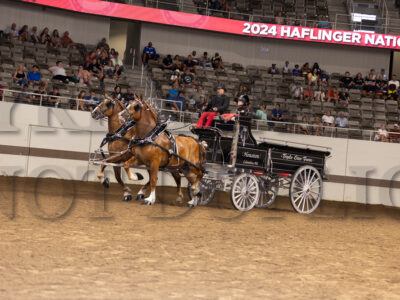 Gelding Team