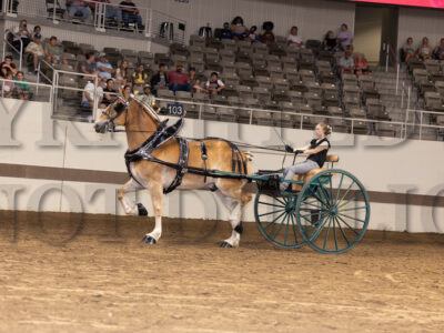 Registered Gelding Cart