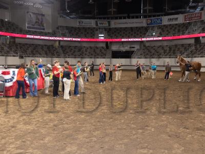 Youth Judging