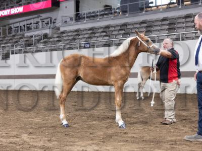 Haflinger Futurity
