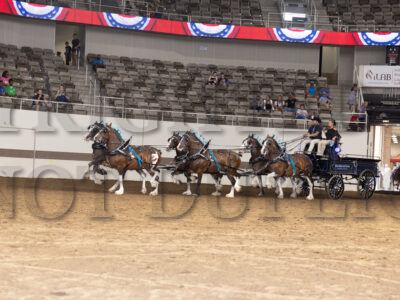 Haflinger & Draft Six
