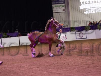 Classic Halter - Belgians