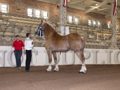 Grand Champion Gelding