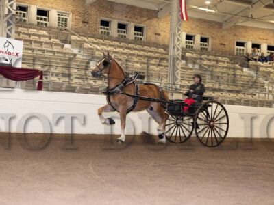 Registered Gelding Cart