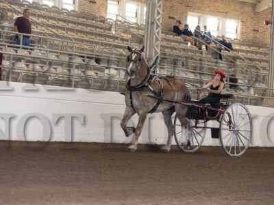 Registered Gelding Cart - Bred & Owned