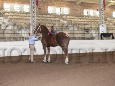 Grand Champion Stallion