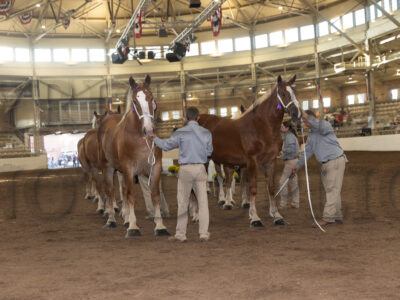Mare Halter - Group Classes