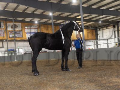 Geldings