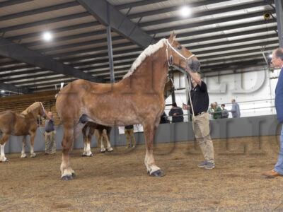 Mares