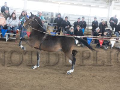 Lot 11-20