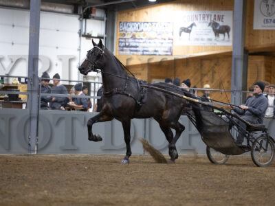 Stallion Presentation