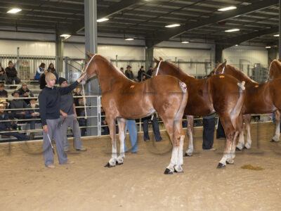 Yearling Belgians