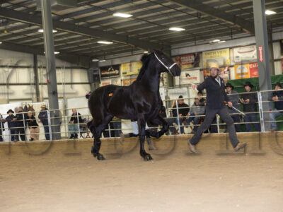 Yearling Percherons