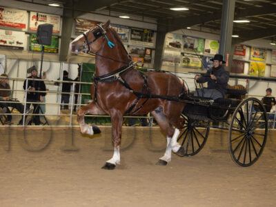 Stallions Driving & In Hand