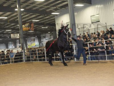 Stallion Service Sale