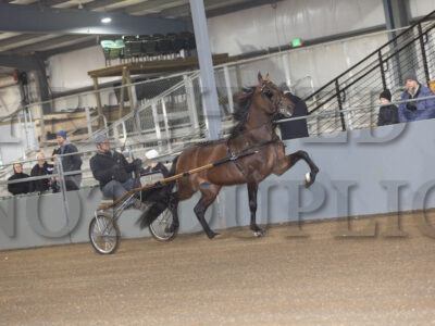 Stallion Presentation