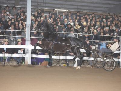 Stallion Presentation