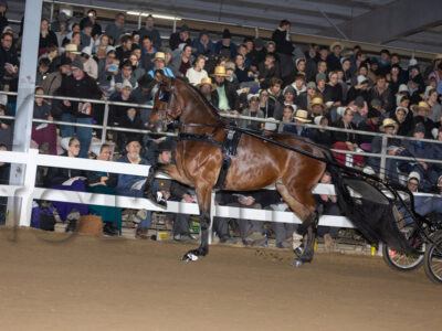 Lot 31-40