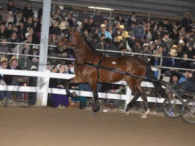 Lot 51-60