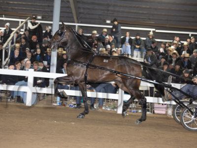 Lot 101-110