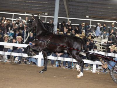 Lot 111-120