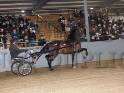 Friday Stallion Presentation