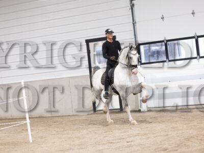 Stallions
