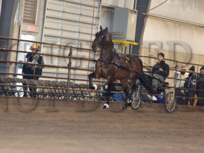 Stallion Presentation