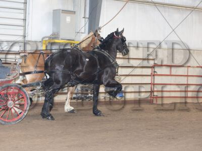Draft Horse Driving