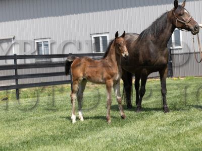 Donderteen x Angus Hall