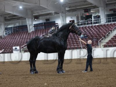 Youth Showmanship