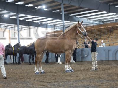 Youth Showmanship