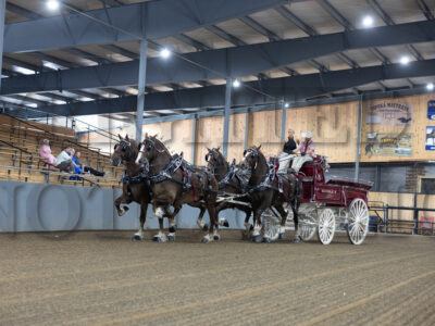 Four Horse Hitch - Group B