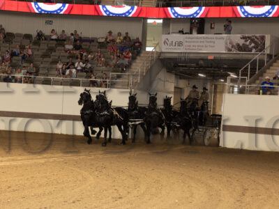 North American Classic Series Six Horse Hitch