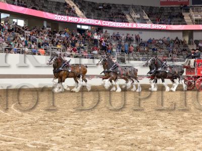 Clydesdale & Shire Mare Six