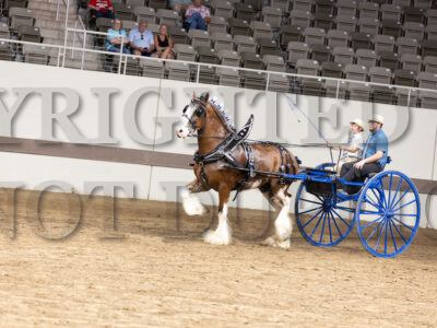 Clydesdale & Shire Jr Driver (10-18 year) Cart