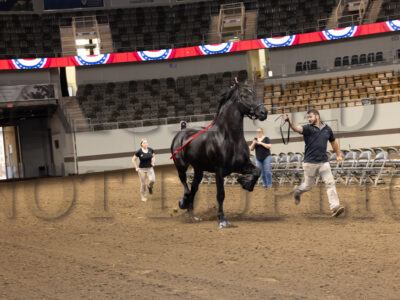 Percheron Stallion Halter