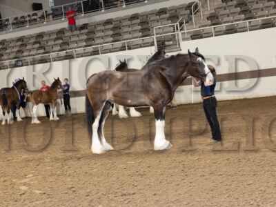 Clydesdale & Shire Youth Showmanship