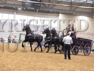 Percheron Mare Unicorn