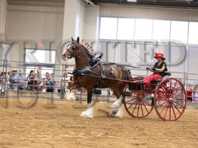 Clydesdale & Shire Mare Cart