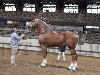 Belgian Stallion Halter
