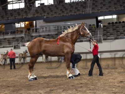 Belgian Gelding Halter