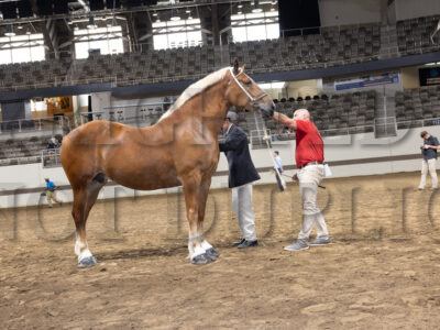 Belgian Mare Halter