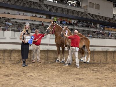 Belgian Group Halter