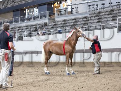 Haflinger Stallion Halter